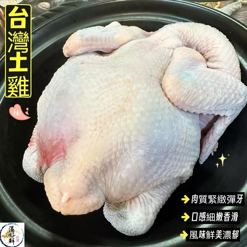 台灣土雞