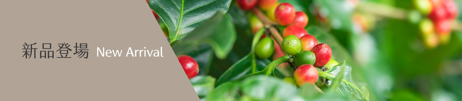 GB5 咖啡 | 咖啡豆專賣 | 新品登場