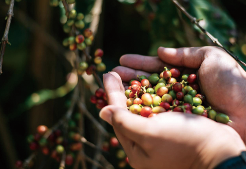 精品選豆策略：解析品種與身分證上的密碼
