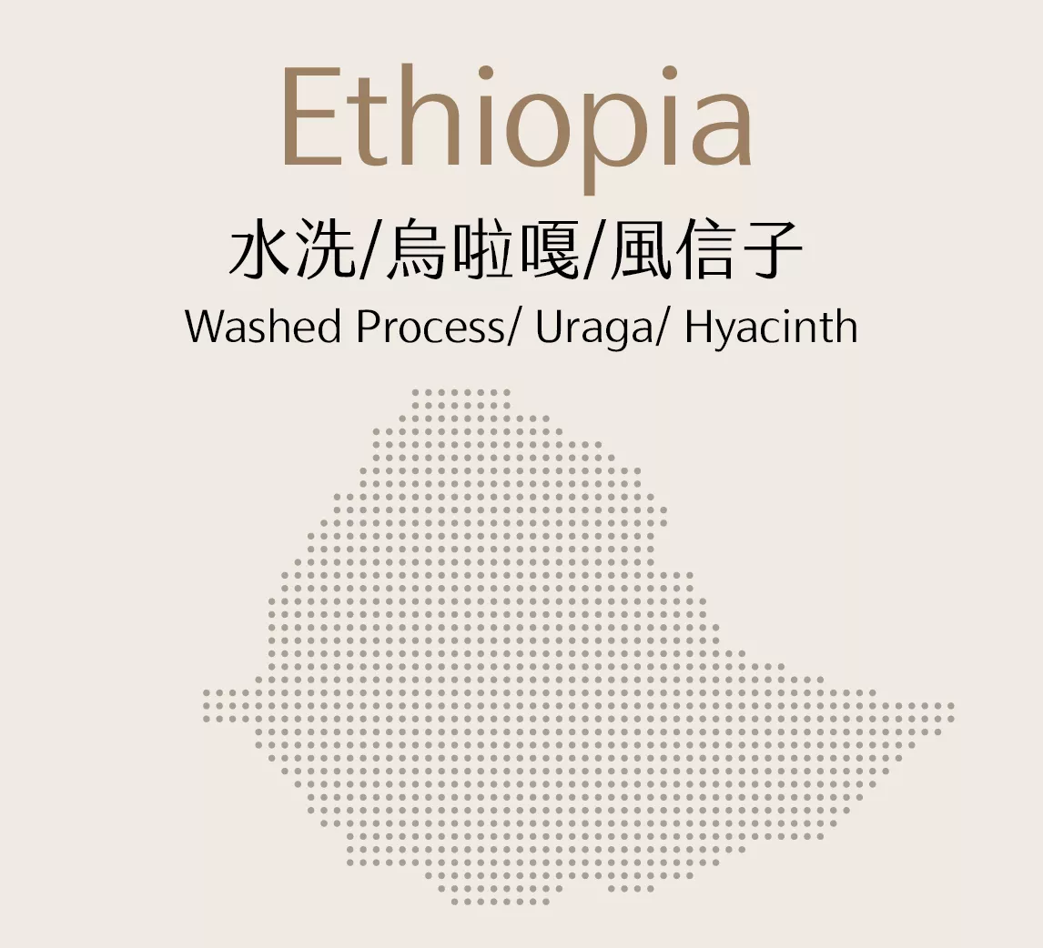 衣索比亞 | 水洗 | 烏啦嘎 | 風信子 | 半磅