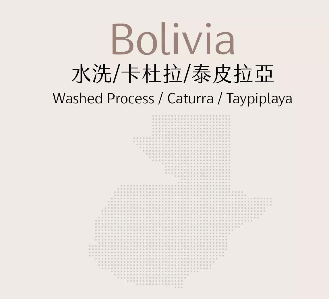 玻利維亞 | 水洗 | 卡杜拉 | 泰皮拉亞
