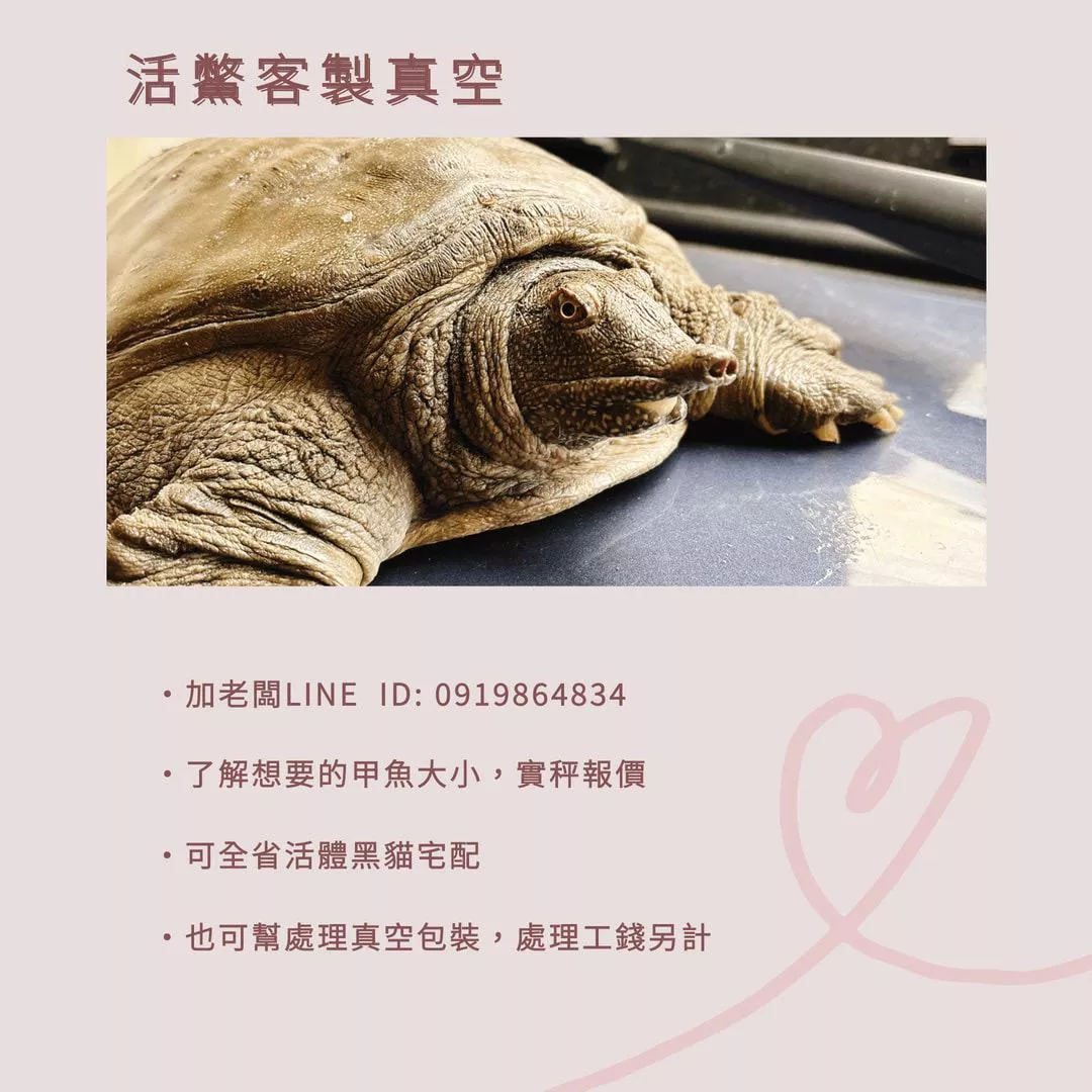 活鱉客製處理真空(洽客服line 0919864834 同電話)