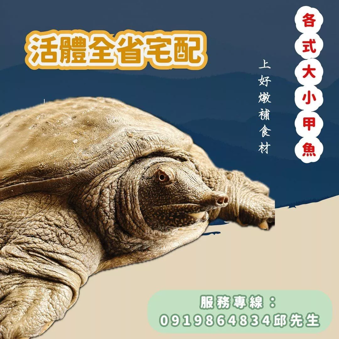 各式大小活鱉 (洽客服line 0919864834 同電話)