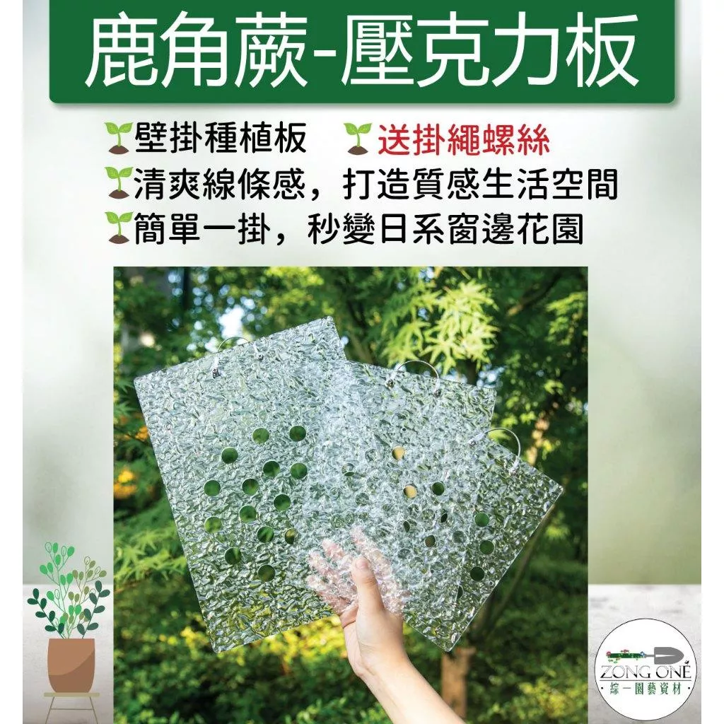 【滿額免運】鹿角蕨壓克力板🔥附上版配件組🔥三種尺寸 透明壓克力 絕美壓克力板 鹿角蕨掛板 鹿角蕨板 空鳳板 綜一園藝