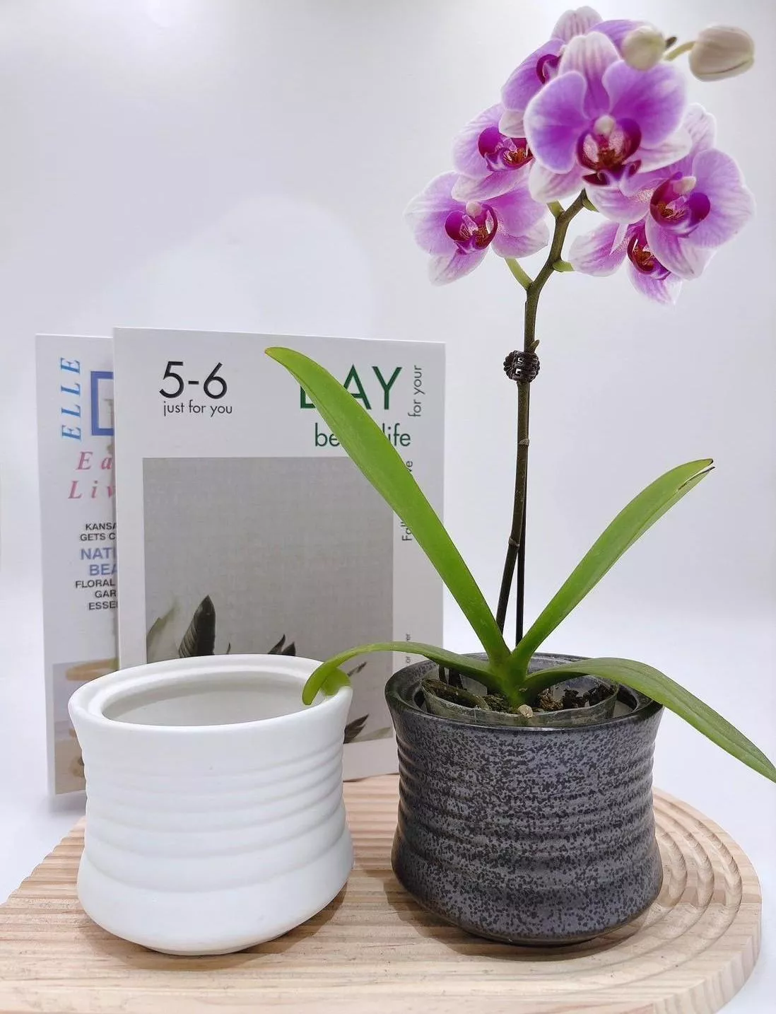 【滿額免運】極簡曲線盆 簡約風 生活家飾 陶盆 蘭花盆 多肉花盆 仙人掌花盆 陶瓷花盆 小盆栽 盆器  綜一園藝