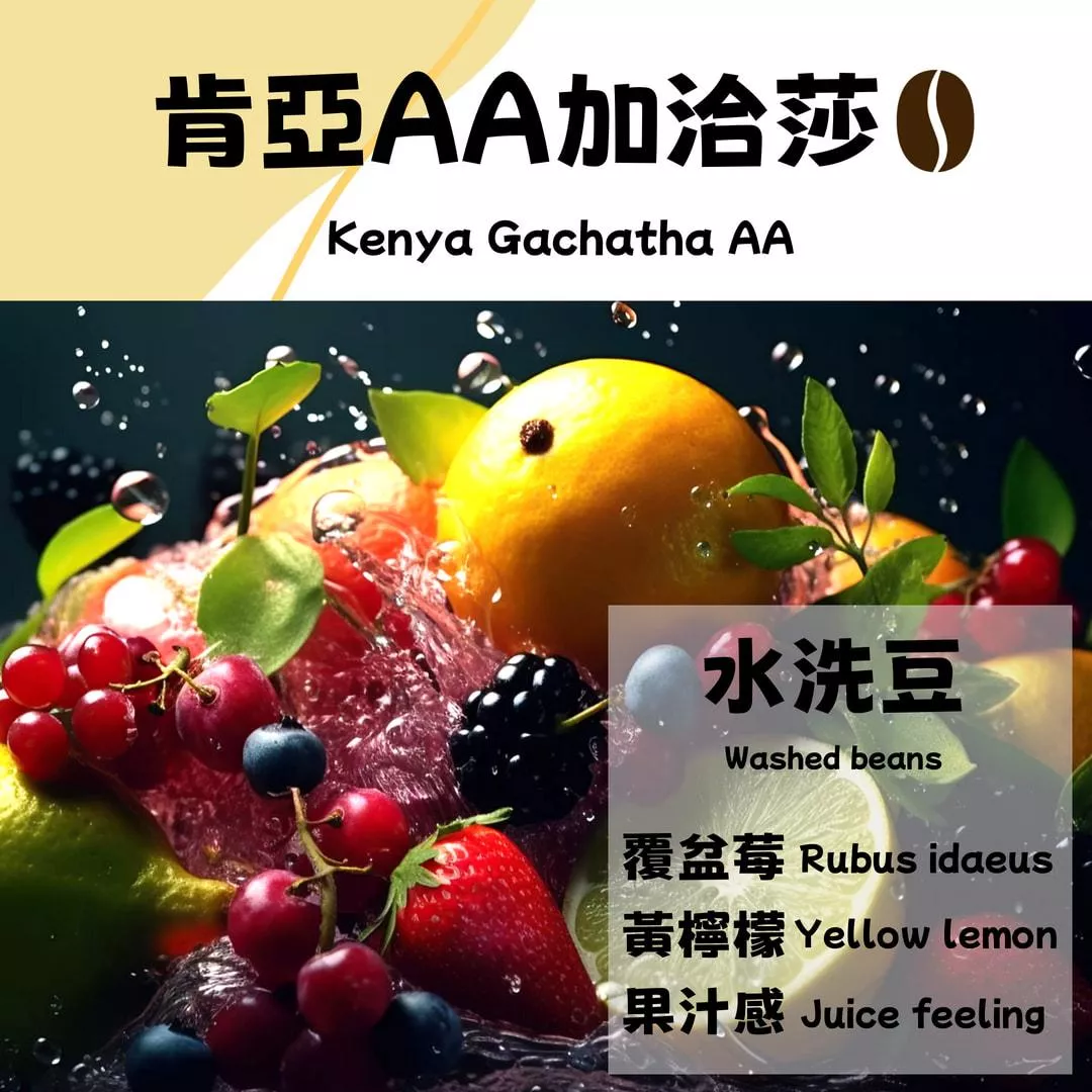 肯亞AA  加洽莎