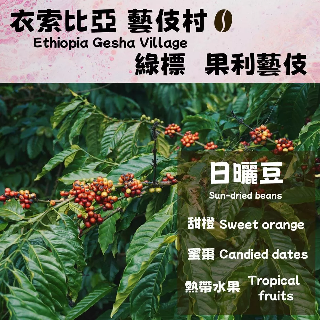 衣索比亞  綠標  藝伎