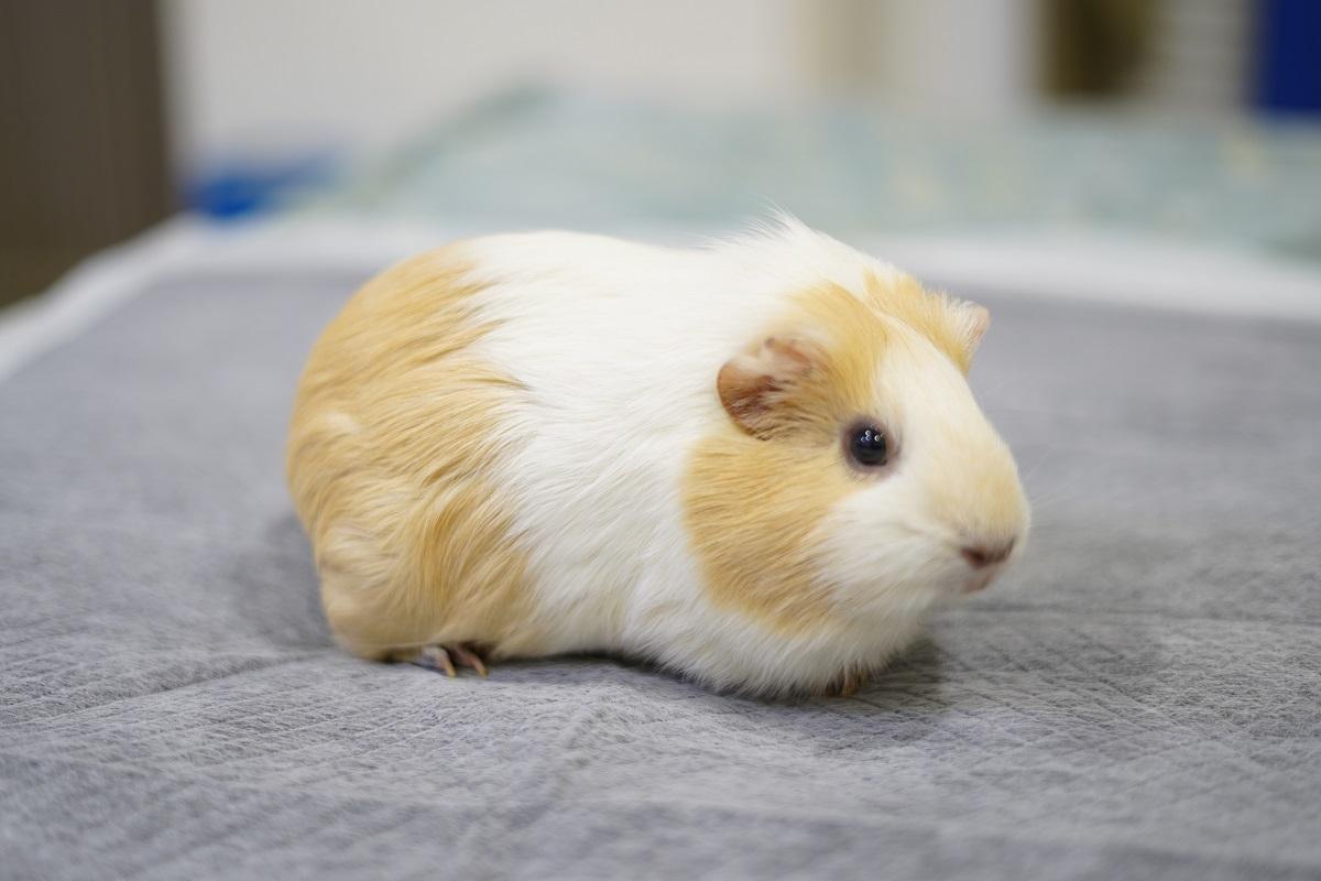 【豬豬觀察日記1】天竺鼠基礎飼養指南