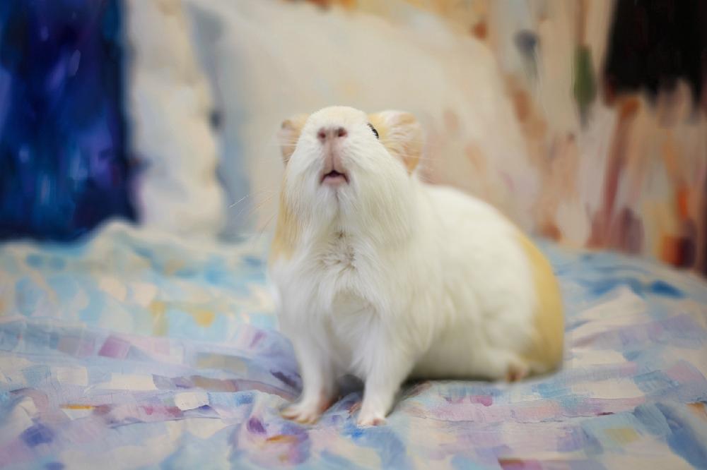 【解密豬豬心聲】天竺鼠行為學：那些「5151」背後的秘密