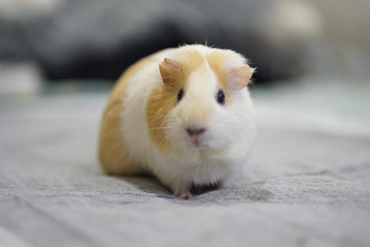 【豬豬新手村】避坑指南：養天竺鼠必備的 5 大清單與常見誤區