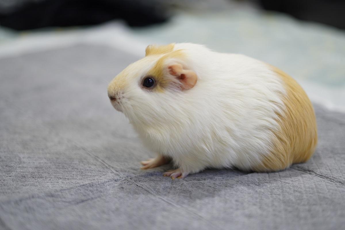 【豬豬觀察日記2】一、二、三番割是什麼？幫天竺鼠選對命定牧草