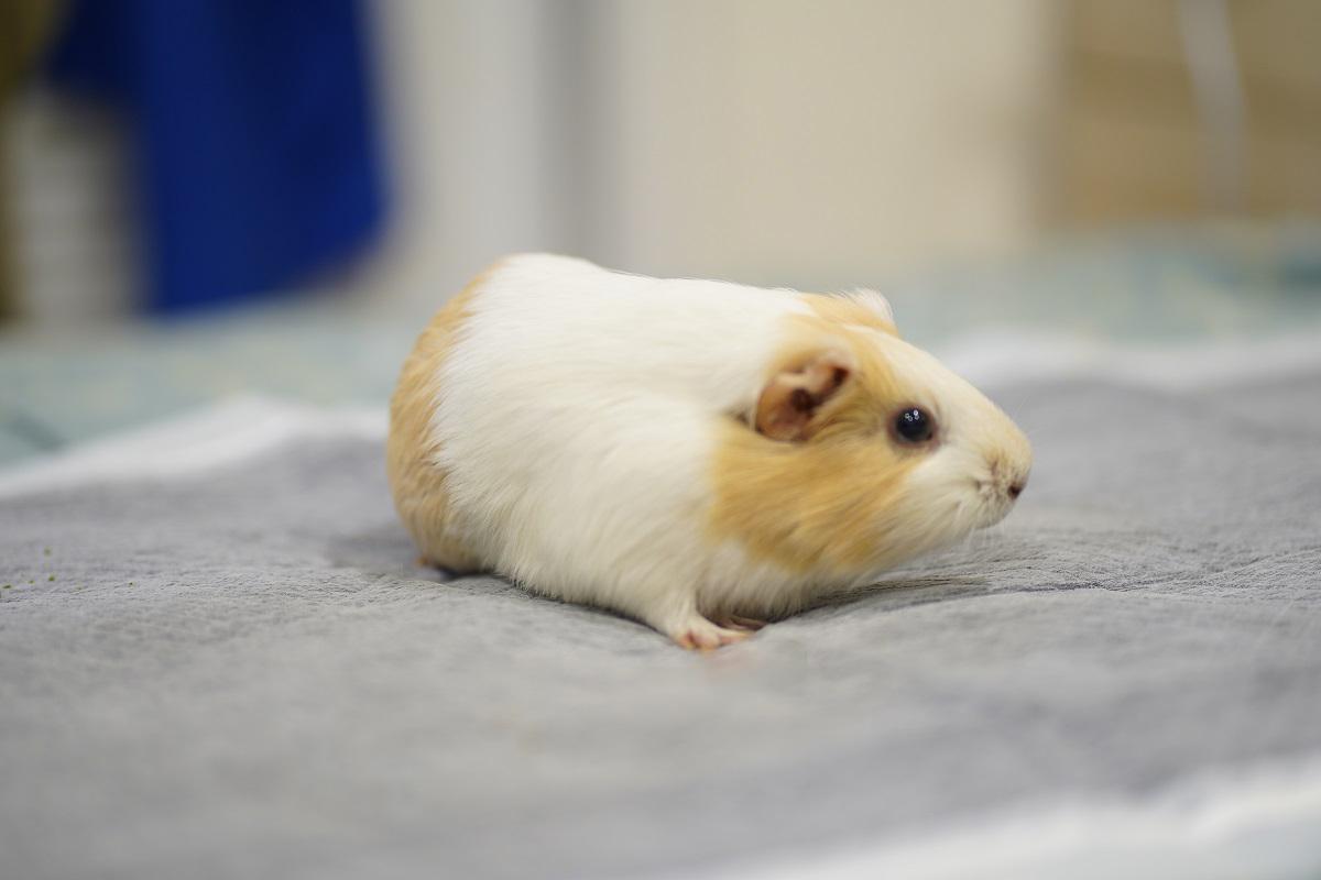 【豬豬觀察日記3】天竺鼠需要洗澡嗎？掌握「局部清潔」三原則