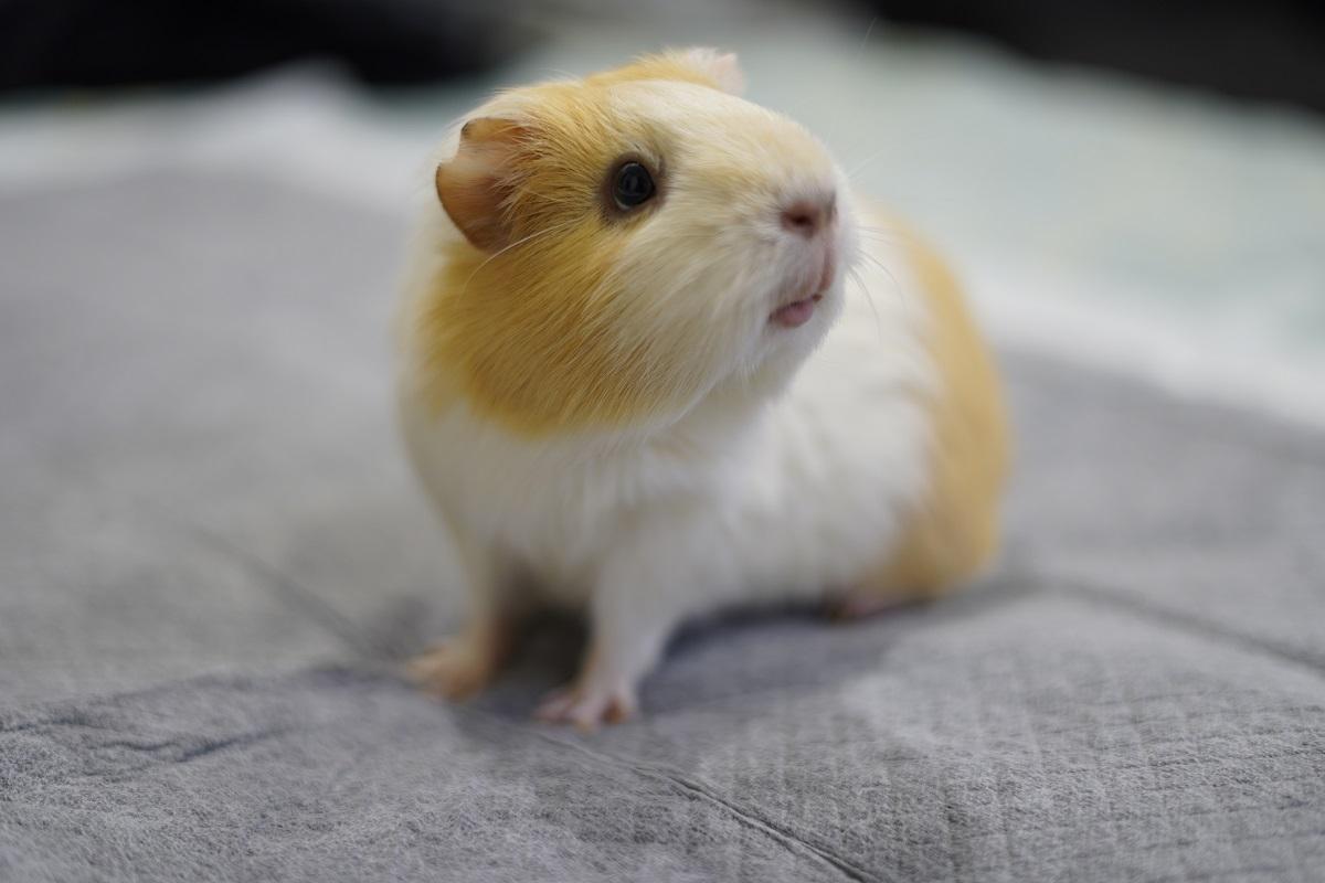 【豬豬觀察日記5】跑跑跑向前跑！天竺鼠家居放風安全守則