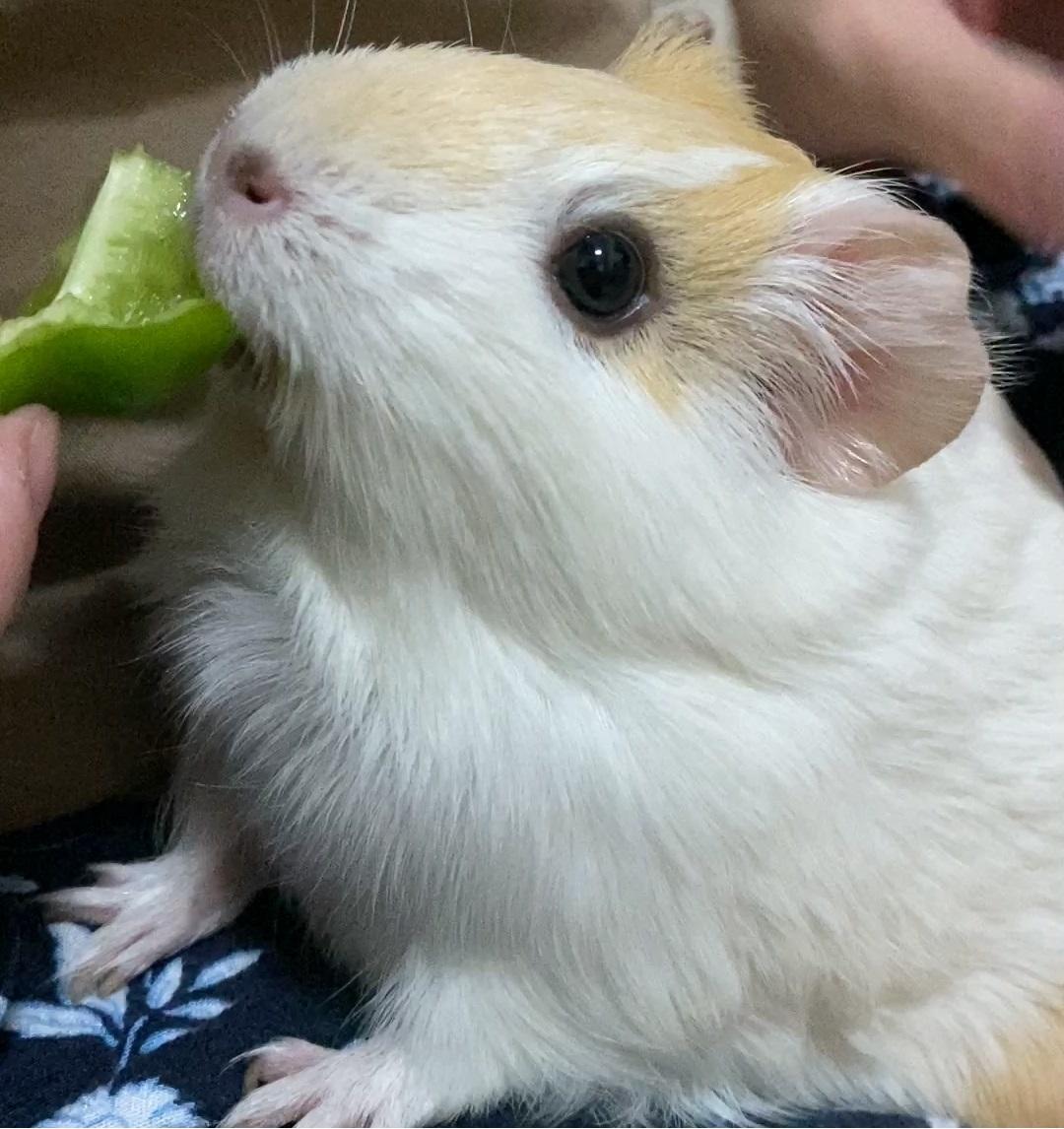 【豬豬觀察日記4】告別躲貓貓！建立天竺鼠信任感的互動指南