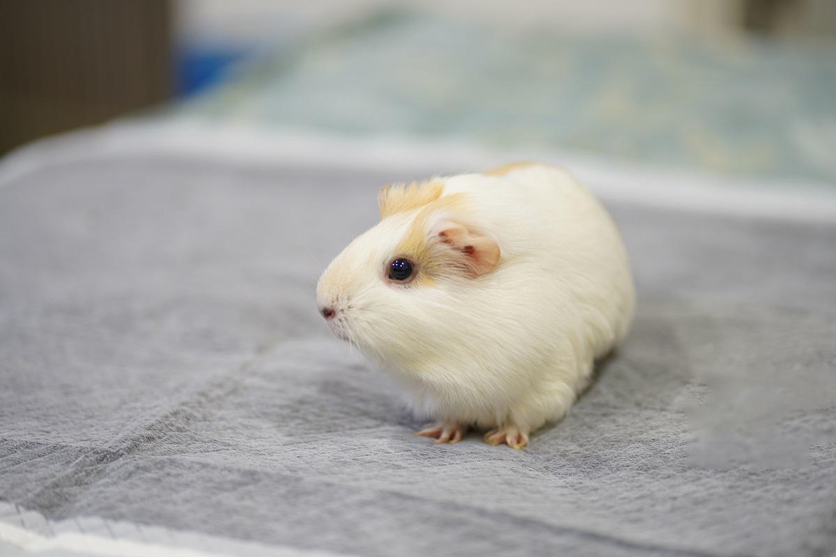 【豬豬觀察日記6】剪指甲不再像打仗！天竺鼠指甲護理安心指南