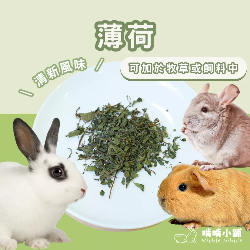 【零食花草系列】薄荷