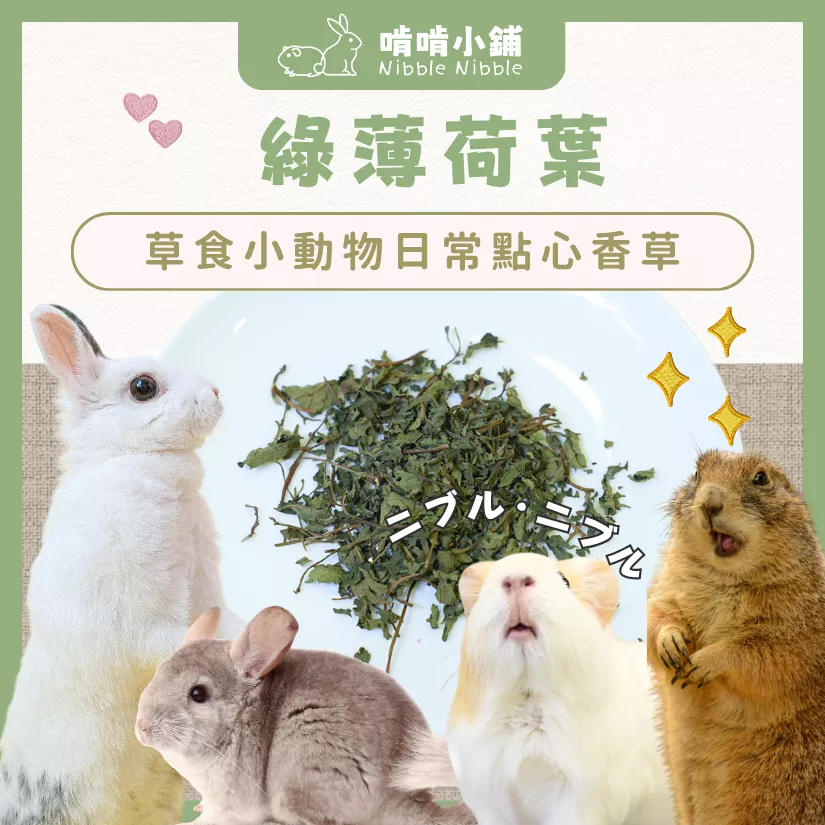 【零食花草系列】薄荷