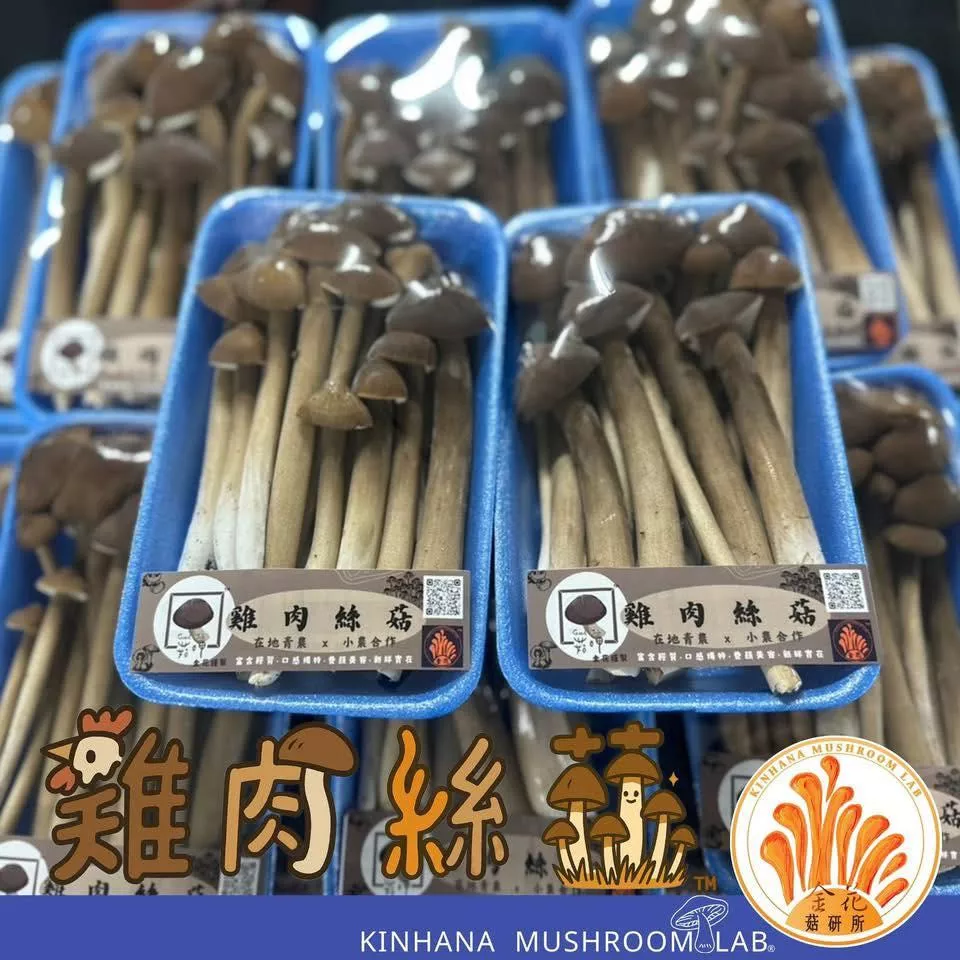 雞肉絲菇