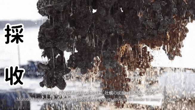 室津生蠔GIF1.gif 日本 生蠔、室津生蠔、品質