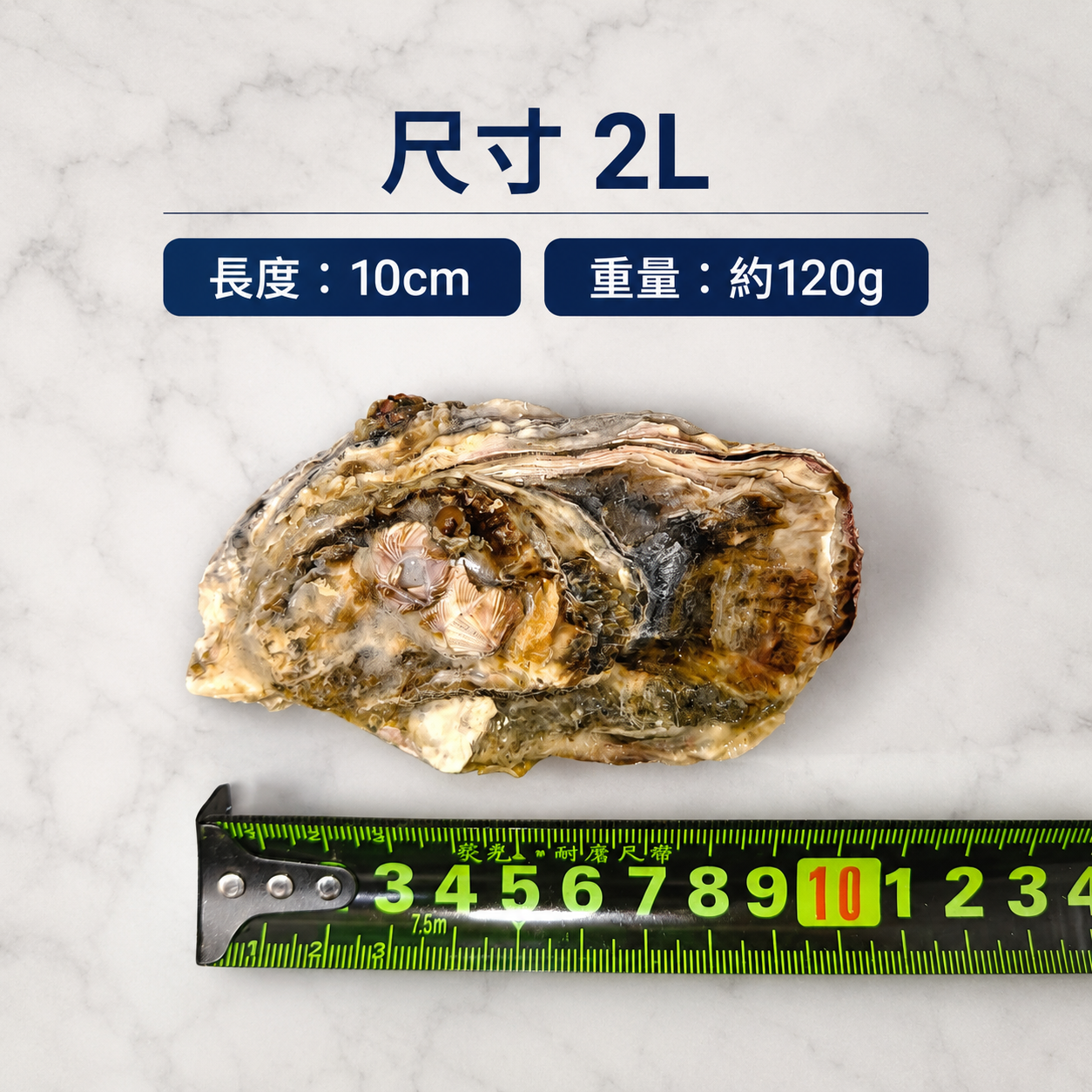 生食級生蠔 尺寸