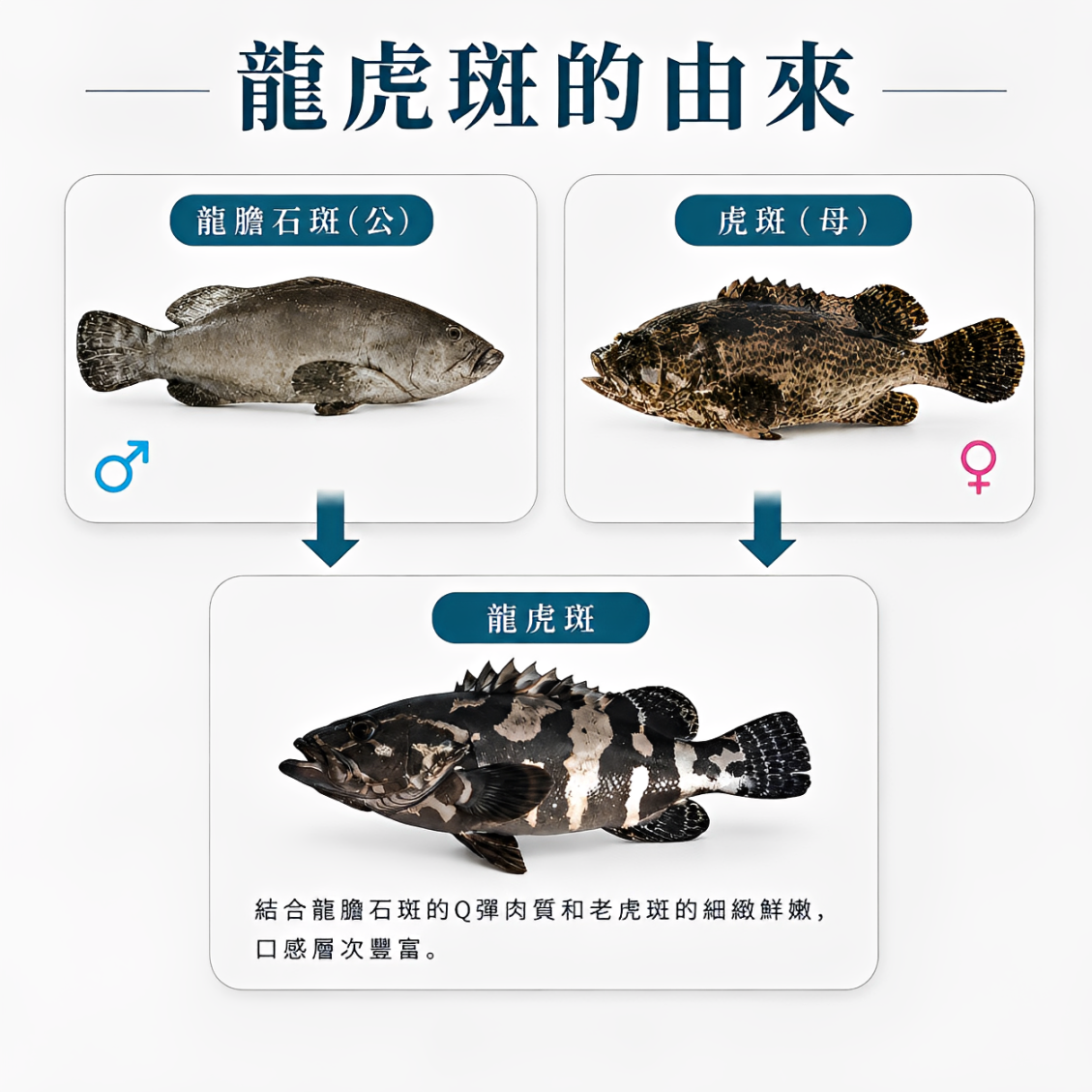 #龍虎斑 #放血龍虎斑 #專業放血去腥 #三去處理 #去鱗去鰓去肚 #真空包裝 #立即低溫保存 #無腥味海鮮 #免殺免洗退冰即烹 #下班快速料理 #15分鐘上菜 #廚房不沾血 #家庭主婦救星 #優質蛋白質 #膠原蛋白Q彈 #鮮甜無底泥味 #冰箱必備囤貨