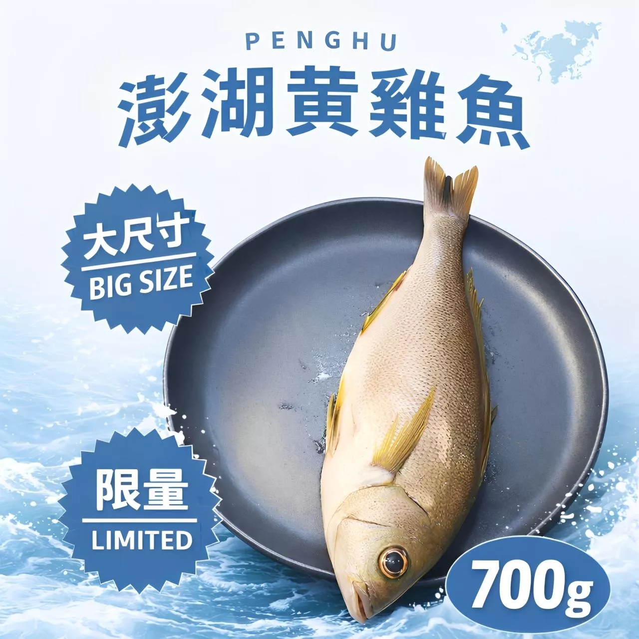 【海鮮問布哥】澎湖超大黃雞魚