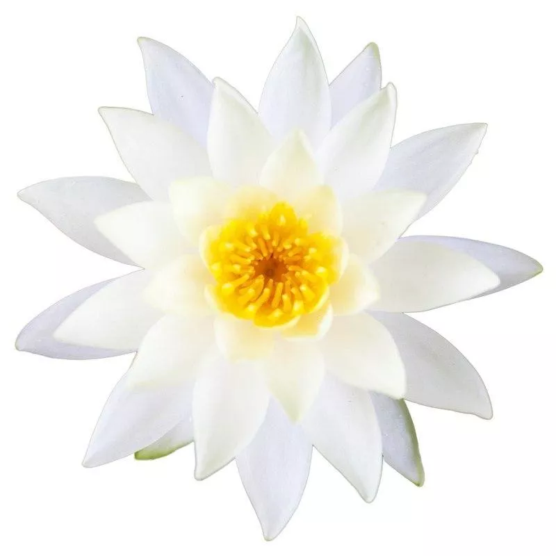 有機白蓮花原精 Lotus White Absolute Oil