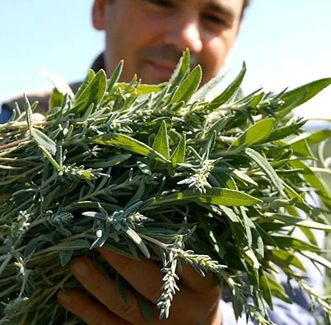 白鼠尾草精油 White Sage Essential Oil