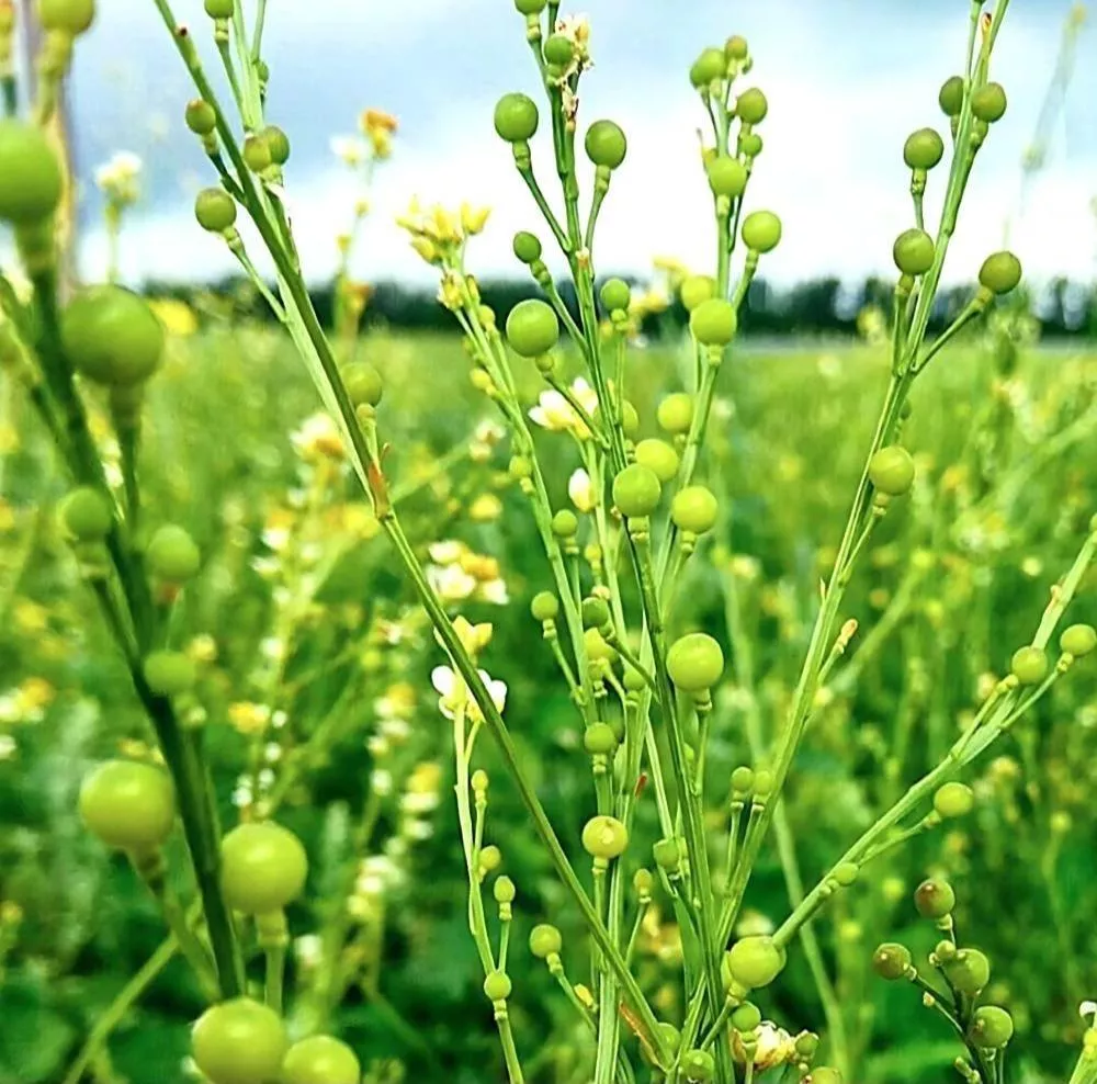 海甘藍籽油 Crambe Seed Oil