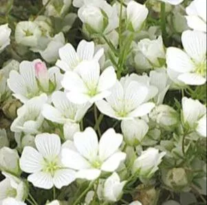 有機牧草花籽油 Meadowfoam Seed Oil