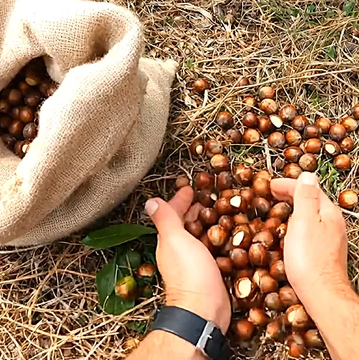 有機檀木果油 Sandalwood Seed Oil