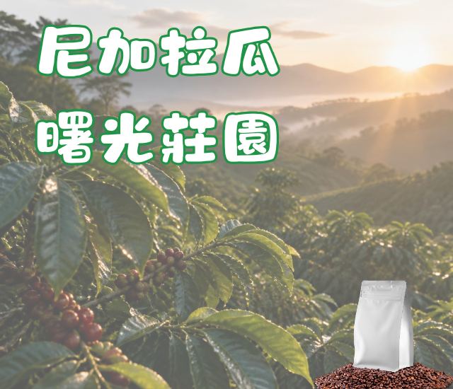 尼加拉瓜 曙光莊園 水洗
