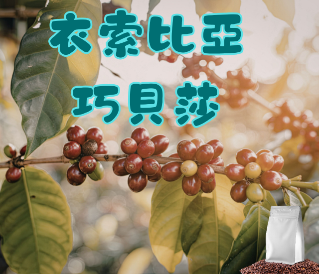 衣索比亞 巧貝莎 水洗
