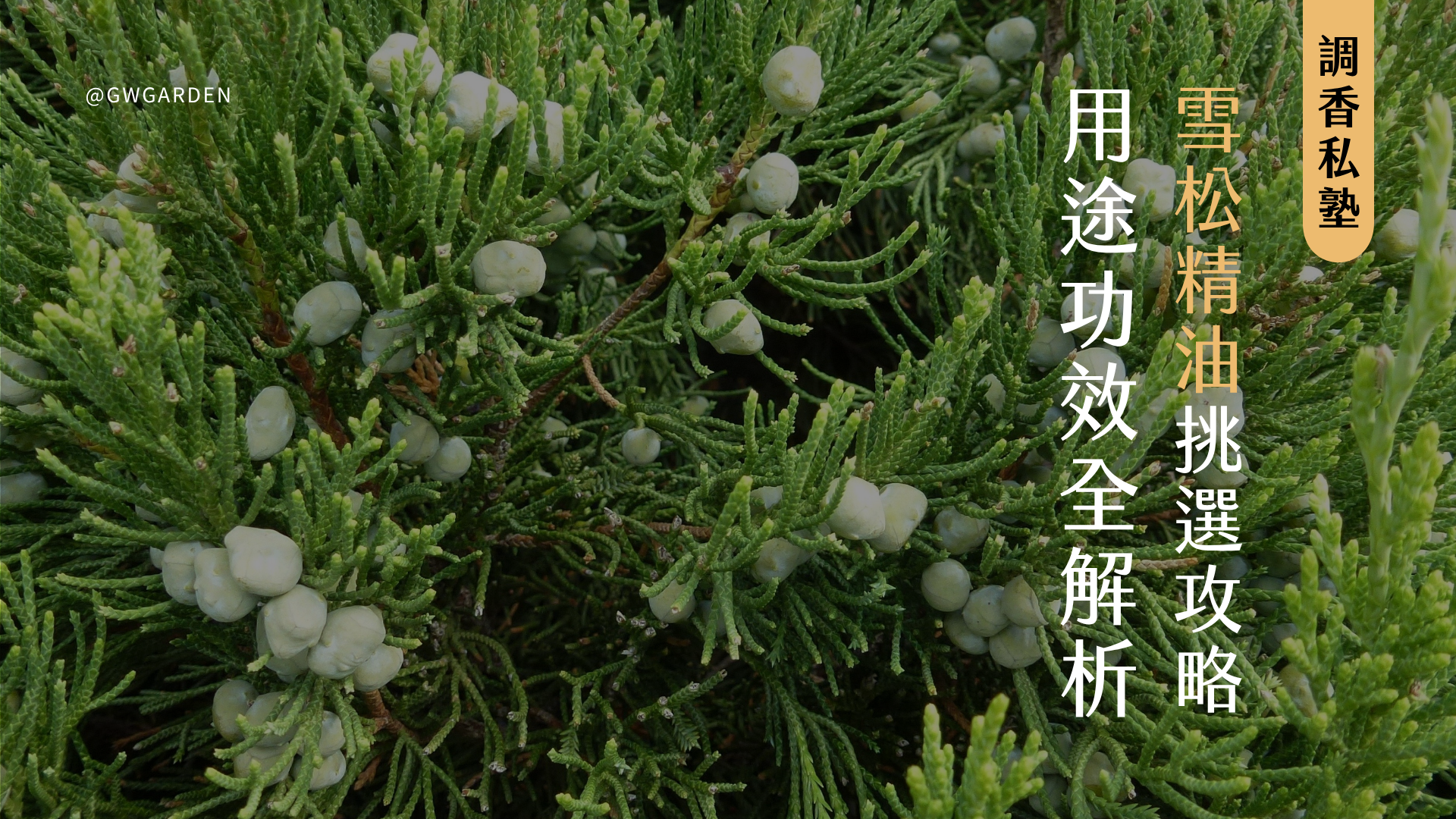 雪松精油挑選攻略｜3種雪松精油用途功效全解析：大西洋雪松、黎巴嫩雪松、維吉尼亞雪松