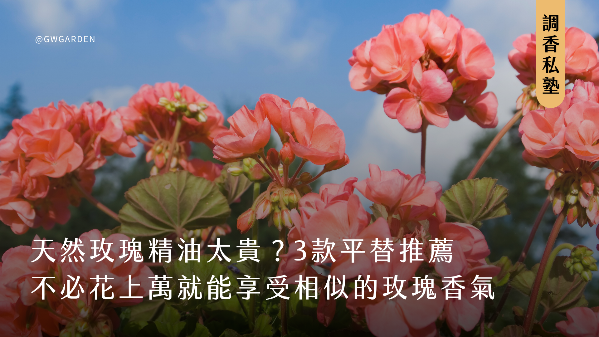 天然玫瑰精油太貴？3款平替玫瑰精油推薦！不必花上萬就能享受相似的玫瑰香氣