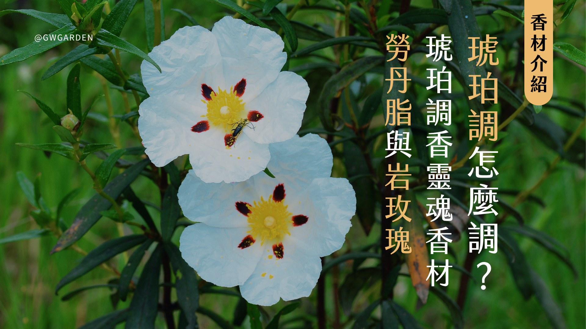 勞丹脂是什麼？琥珀調怎麼調？琥珀調的靈魂香材「勞丹脂與岩玫瑰」香氣解析與香水推薦（Aesop 2025新品引香水、Diptyque Lunamaris 潮汐月瑩）