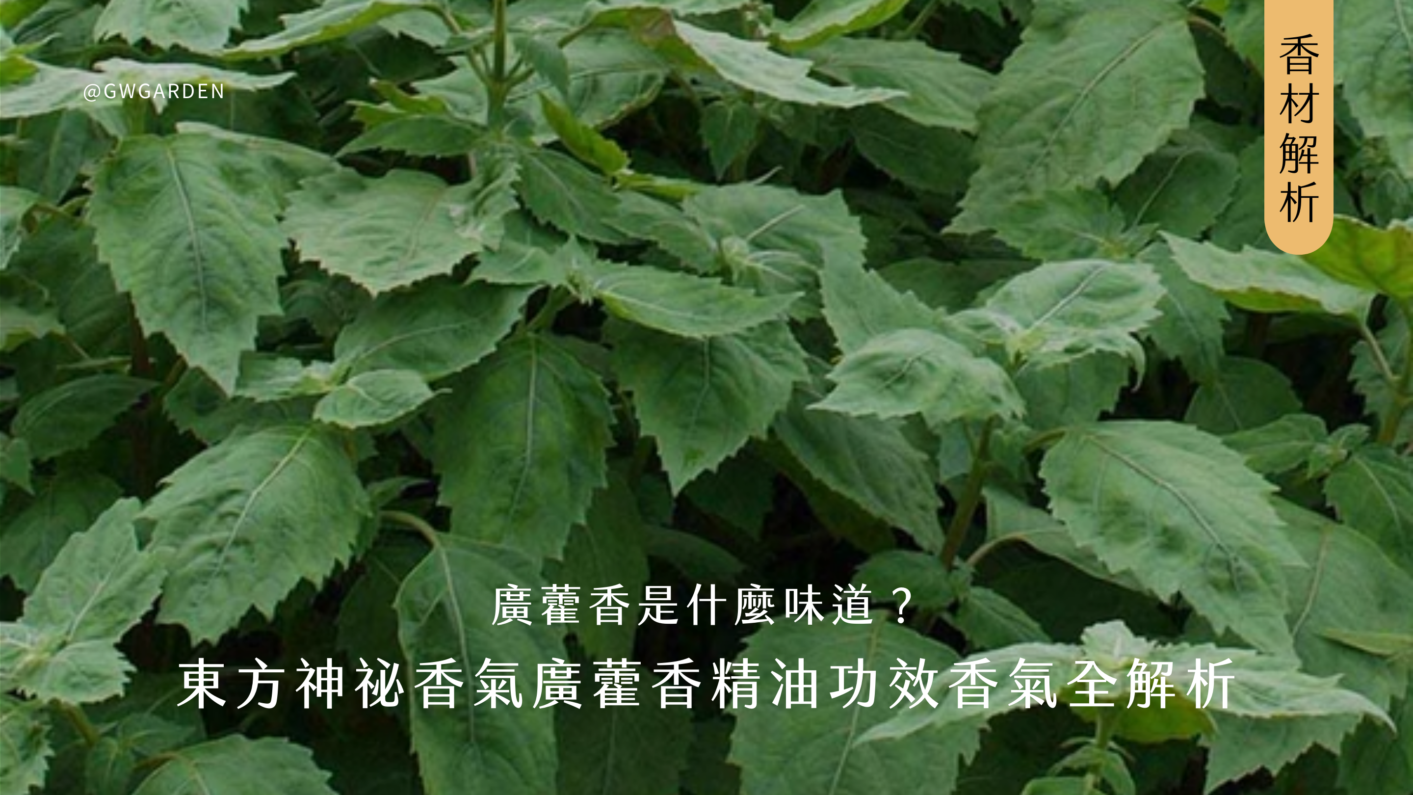 廣藿香是什麼味道？東方神祕香氣廣藿香精油功效香氣全解析及廣藿香香水推薦