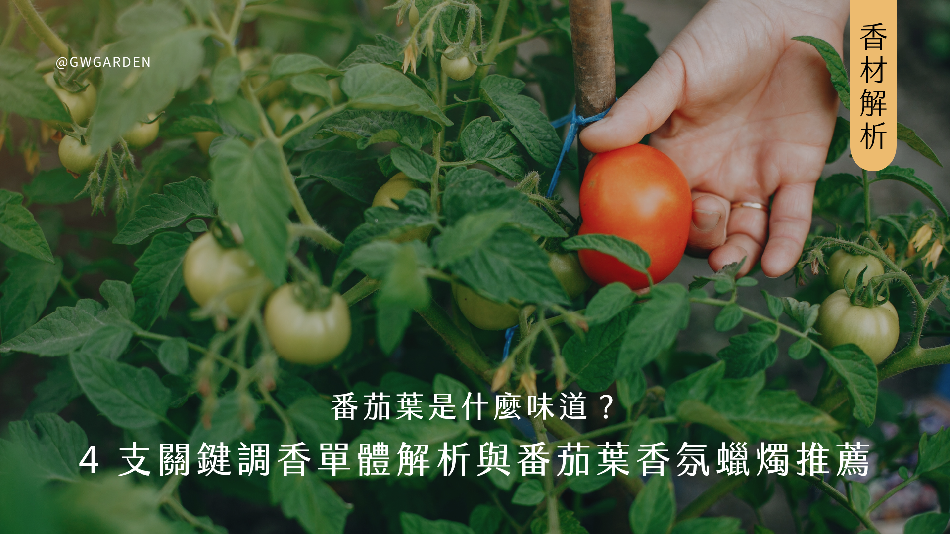 番茄葉是什麼味道？4 支關鍵調香單體解析與番茄葉香氛蠟燭推薦（LOEWE、Jo Malone）