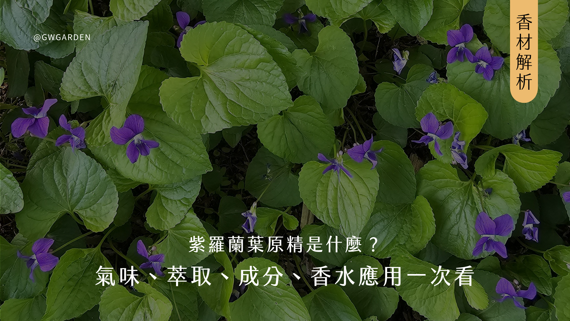 紫羅蘭葉原精是什麼？從氣味、萃取、成分到香水應用一次看（文末推薦兩款紫羅蘭葉香水：Le Labo VIOLETTE 30、Diptyque Lilyphéa 睡蓮粼波）