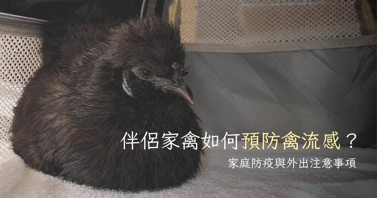 伴侶家禽・防疫｜寵物雞、鴨、鵝如何預防禽流感？家庭防疫與外出注意事項