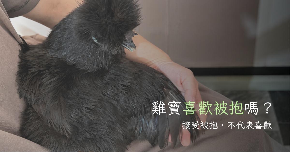 伴侶家禽・互動｜寵物雞喜歡被抱嗎？從個性、經驗與身體反應判斷