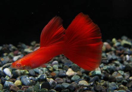 全紅白子孔雀魚*1對