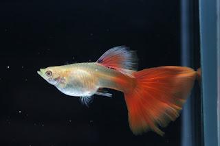 全紅白子孔雀魚*1對