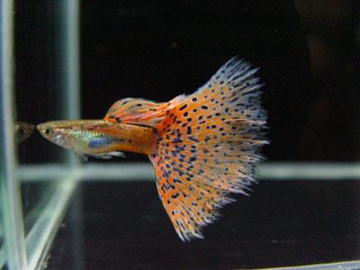 紅草尾孔雀魚*1對