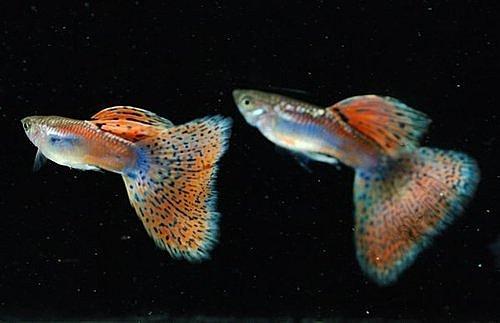 紅草尾孔雀魚*1對