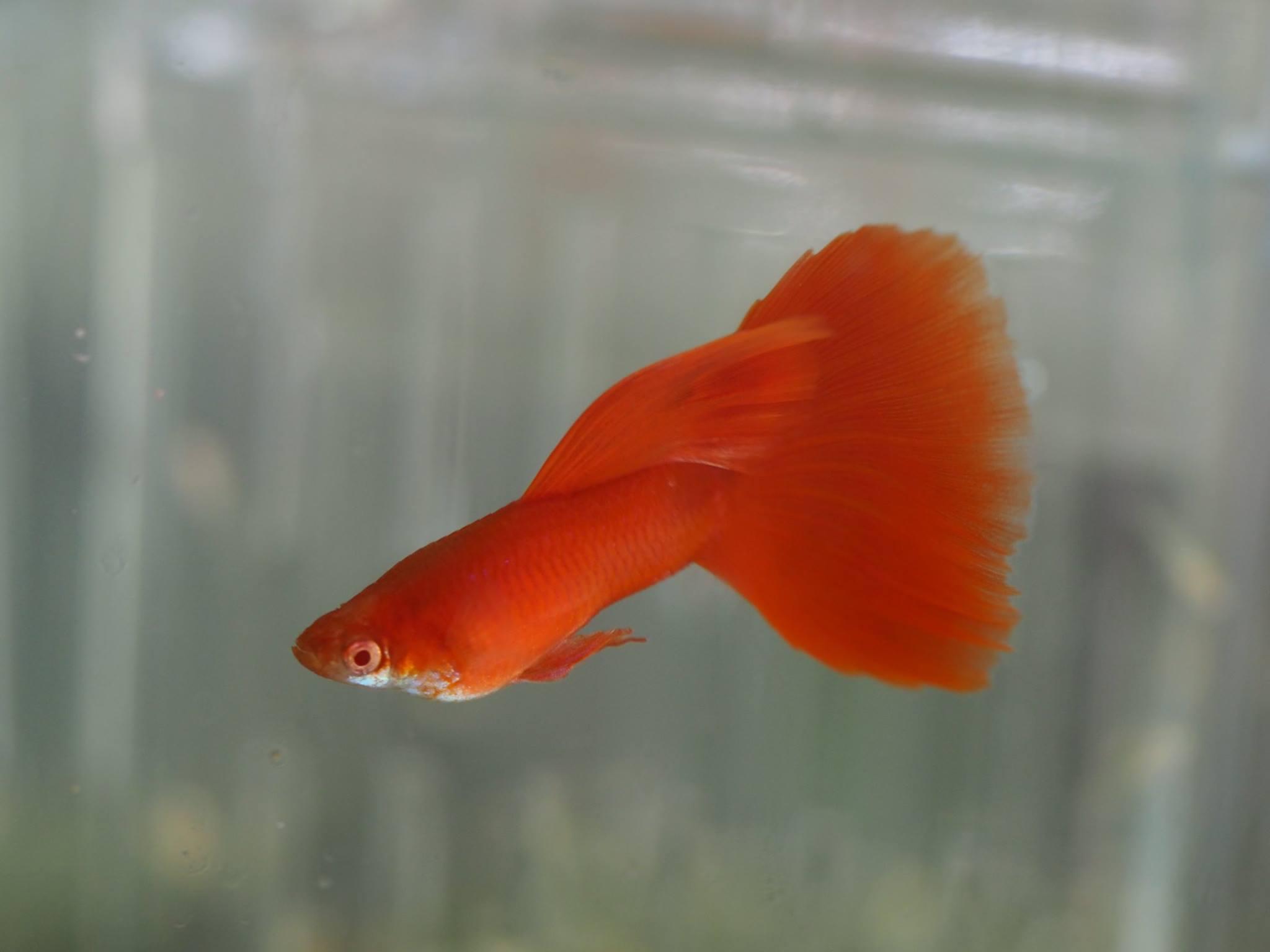 全紅白子孔雀魚*1對