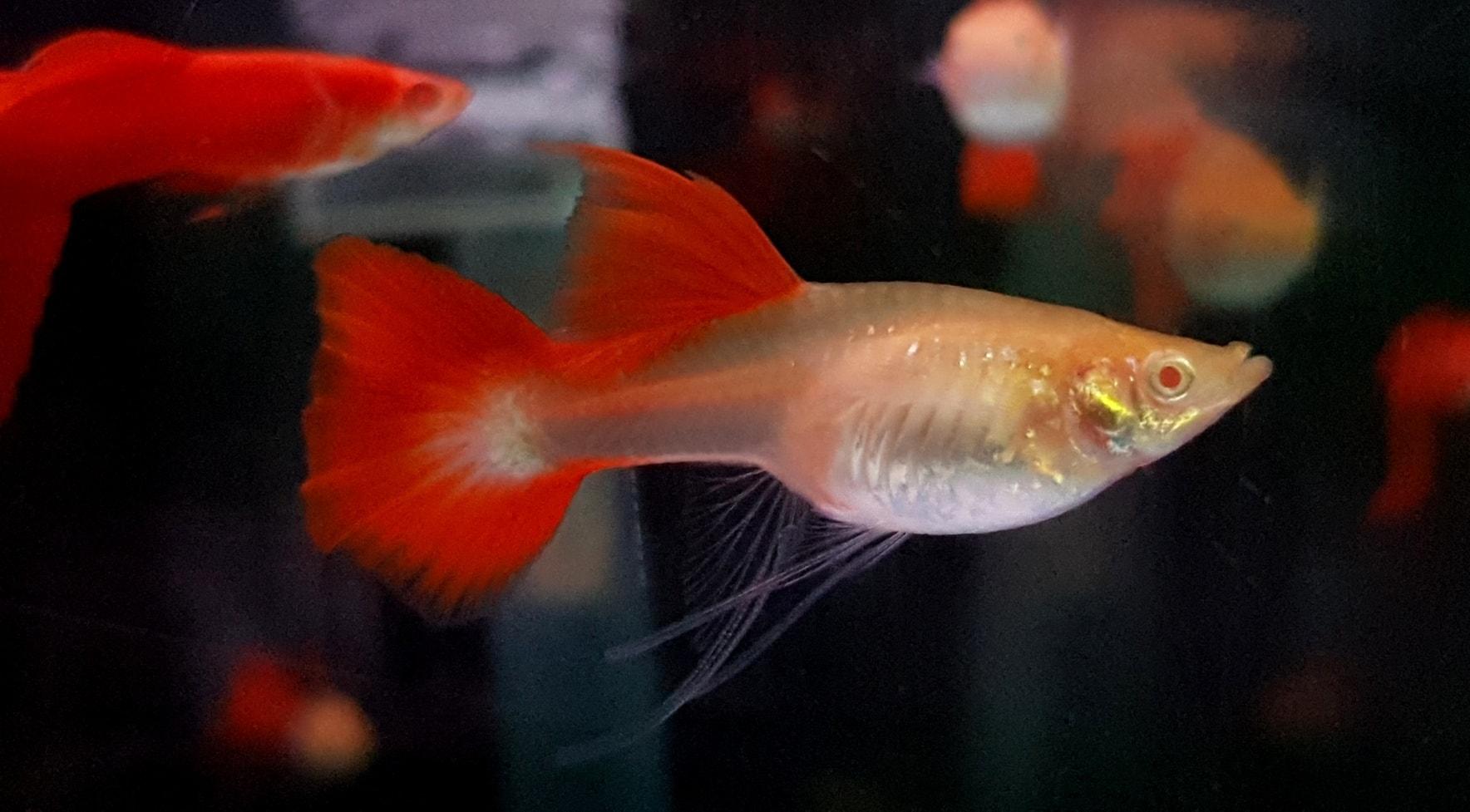 全紅白子孔雀魚*1對