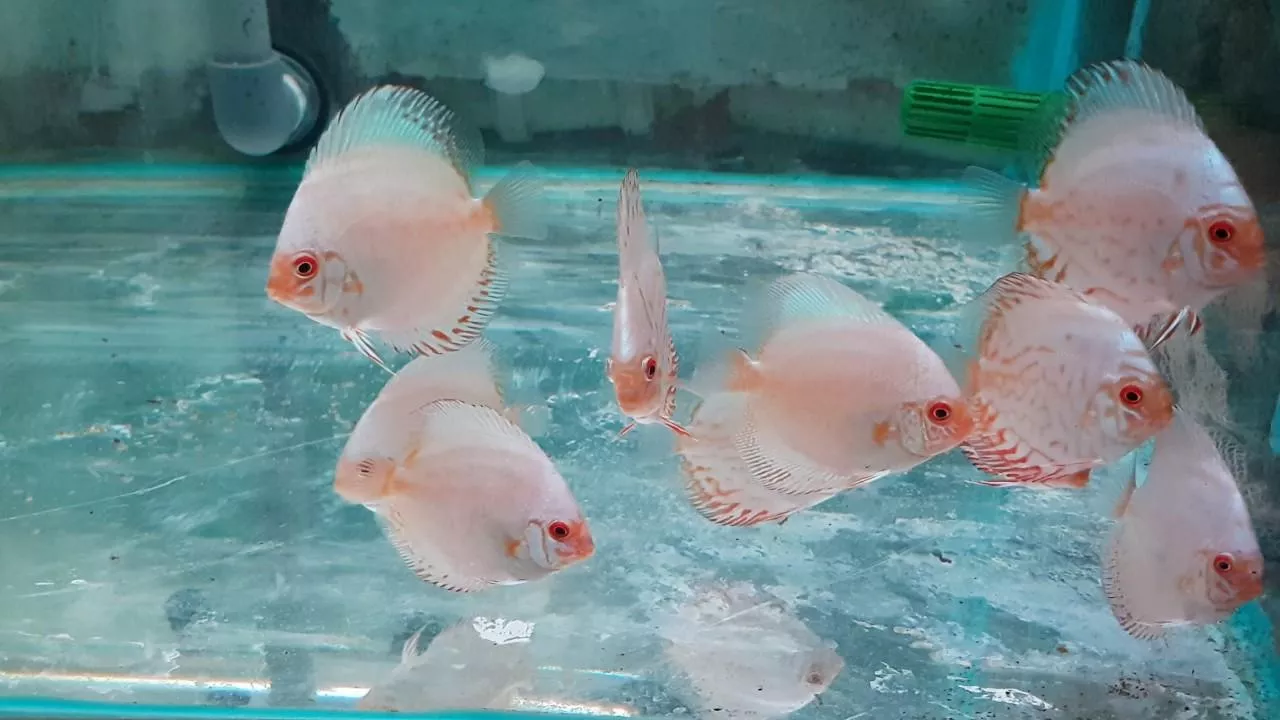 白蝴蝶七彩神仙2．５吋*單隻