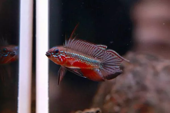 血紅型伊莉莎白短鯛*1對