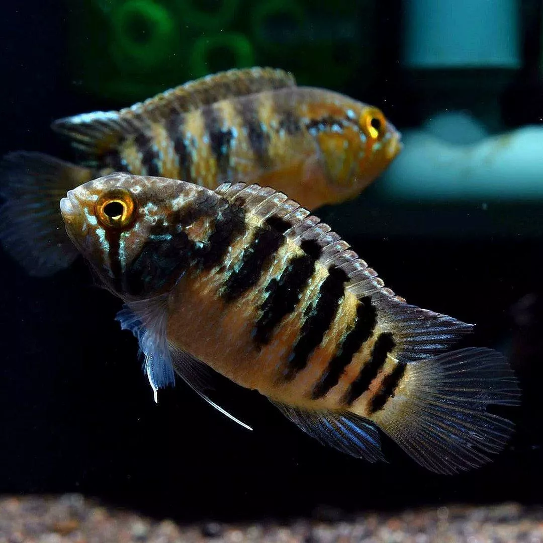 龍紋短雕3-4公分*單隻